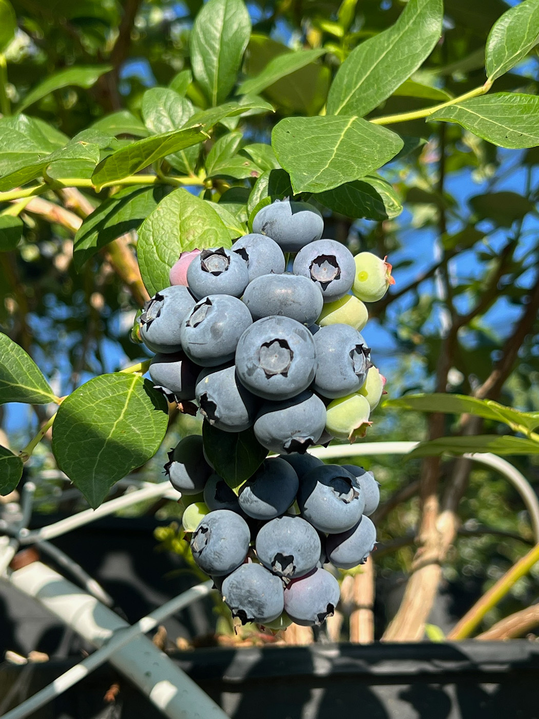sveza-borovnica3